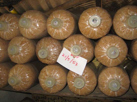 p nut 007